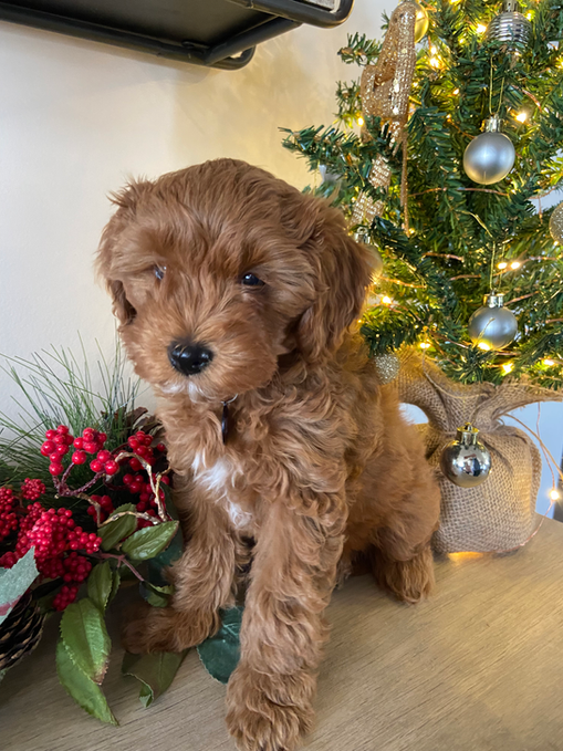 Red abstract Cavapoo puppy