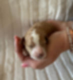 Teoscar - Black_edited.jpg