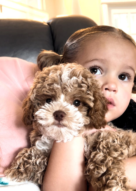 Little girl cuddling with a cavapoo puppy