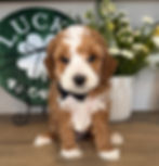 Teoscar 4_edited.jpg