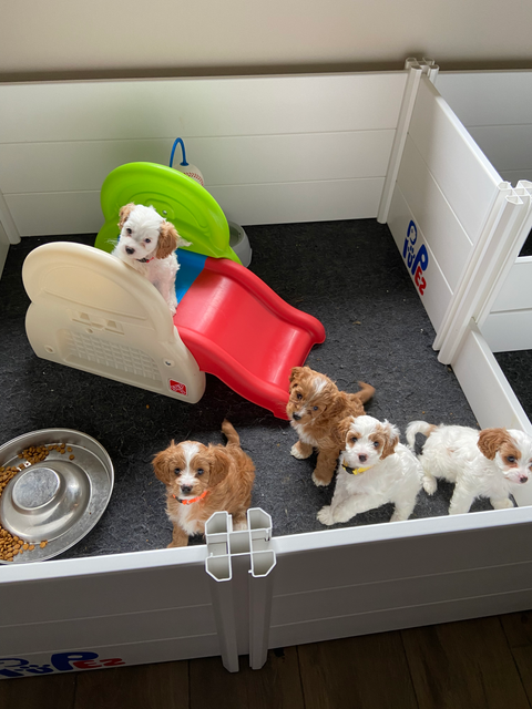 Small cavapoo puppies playing together