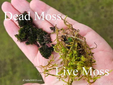 Green vs. Brown: Understanding the Differences Between Live and Dead Lawn Moss