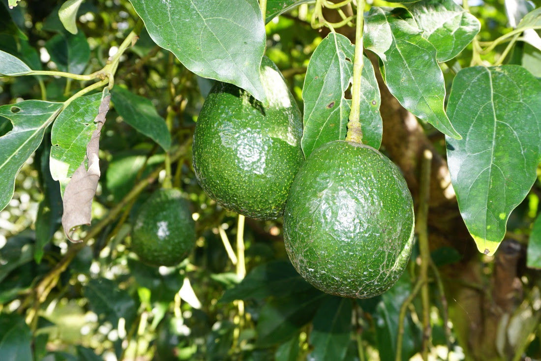 Gwen Avocado