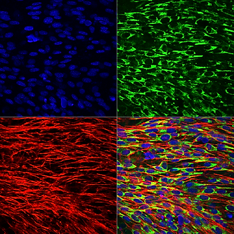 Research line 2 - controlo 30div f-actin colag dapi f6 pm copy.tif