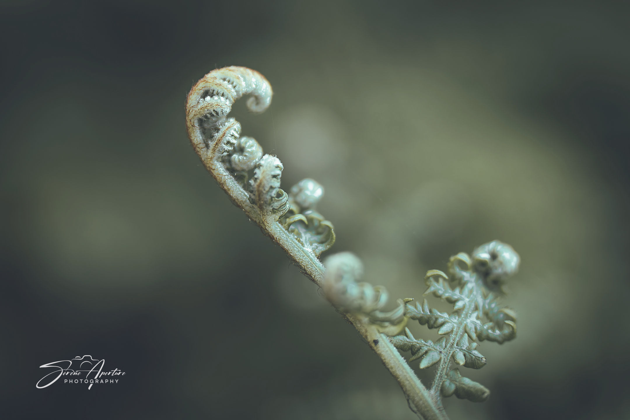 Nature photography of a young fern just waking up in the morning. Perfect fine art for any home, office, lobby and more.