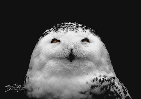Fine art photography print of a snow owl with rich color and detail perfect for home or office decor