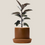 Miniatura: Ficus Hule