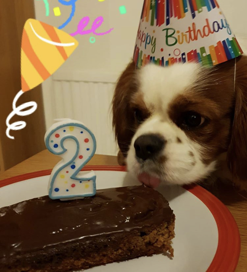 Archie turns 2 with his bake at home kit