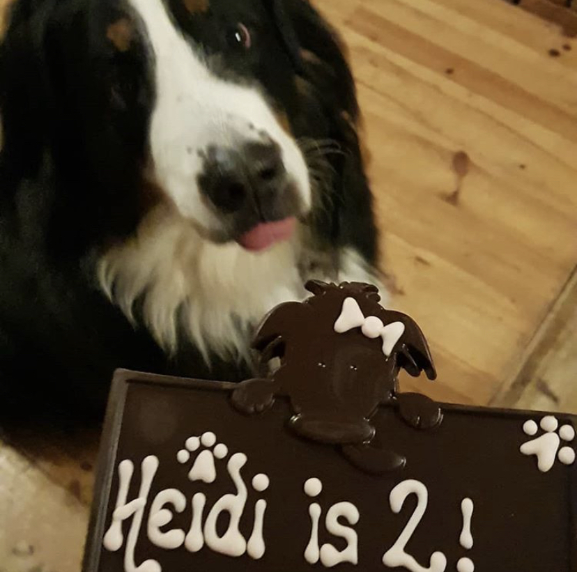 Gorgeous Heidi Pup!
