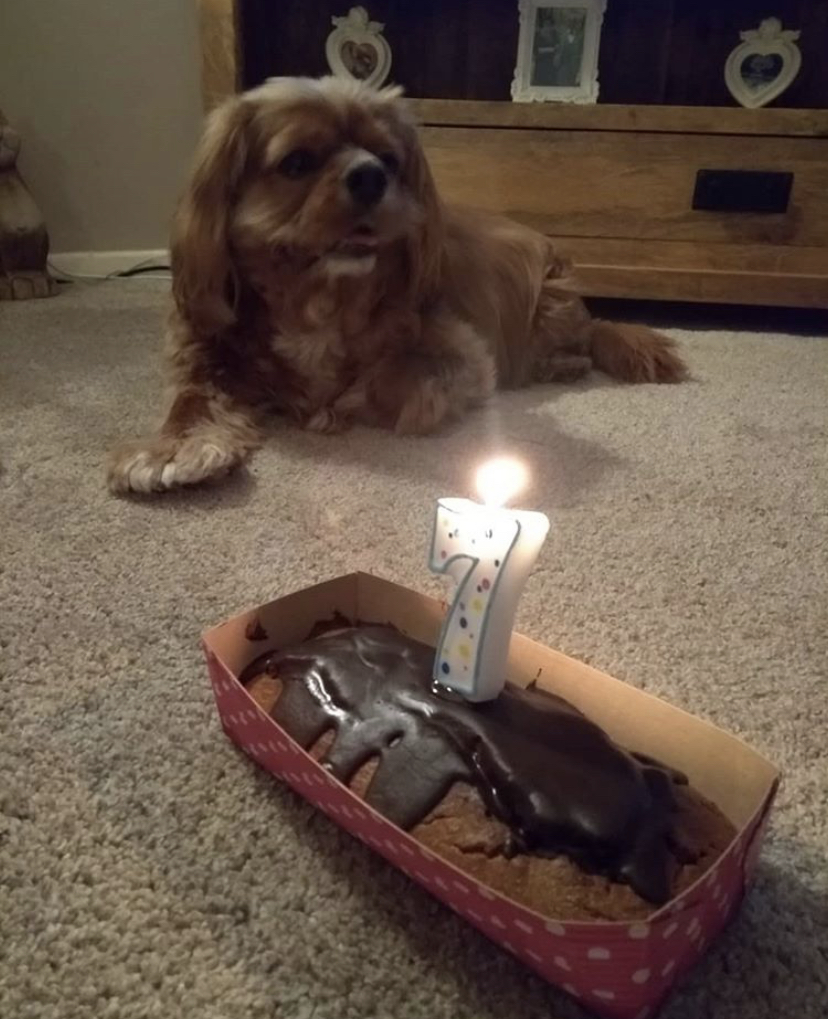 7th Birthday Bake Off!