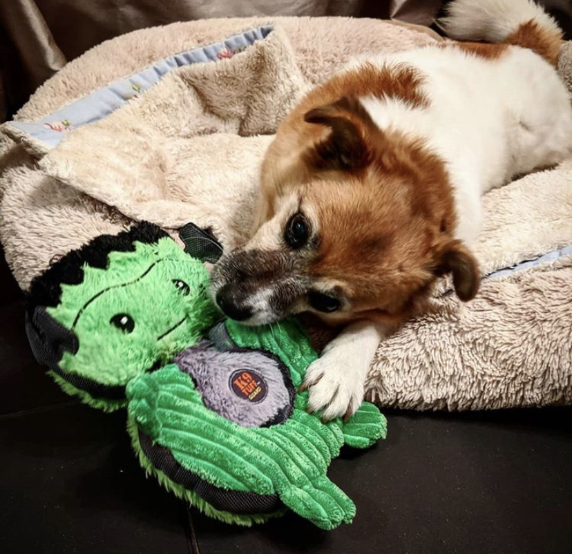 Candy with her Howloween Toy