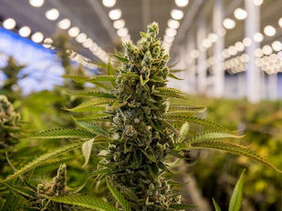 Is Canopy Growth A Buy At These Levels?