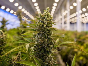 Is Canopy Growth A Buy At These Levels?