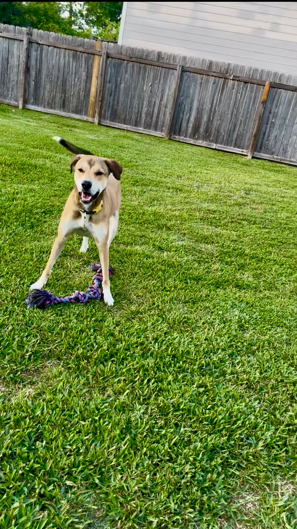 Dog enjoying time outdoors in the fenced yard at The Parish Pups