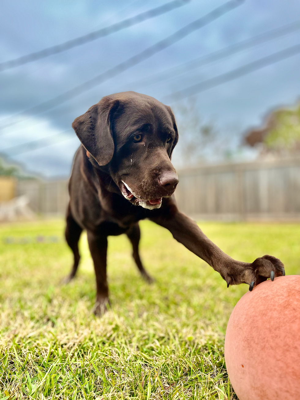 Dog enjoying outdoor playtime in the backyard at The Parish Pups