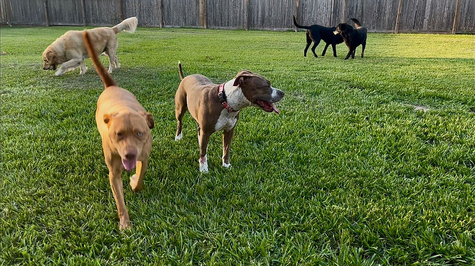 Dogs playing together in the backyard at The Parish Pups
