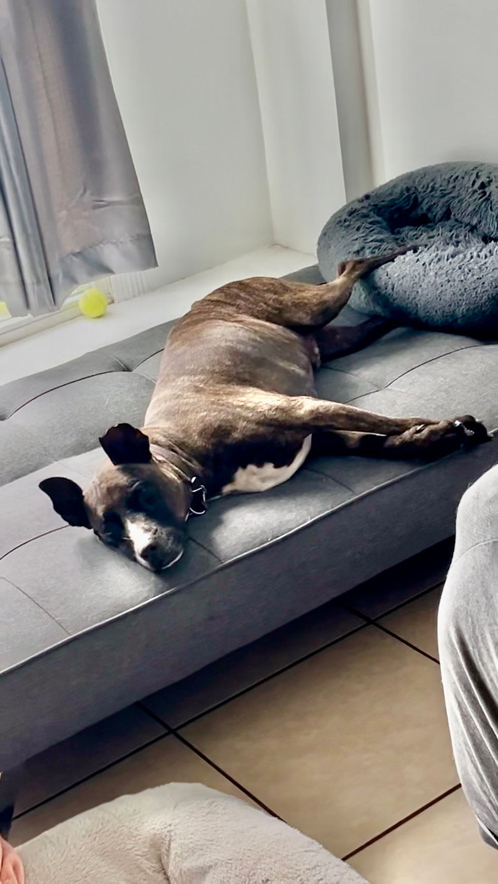 Dog relaxing comfortably on a bed at The Parish Pups