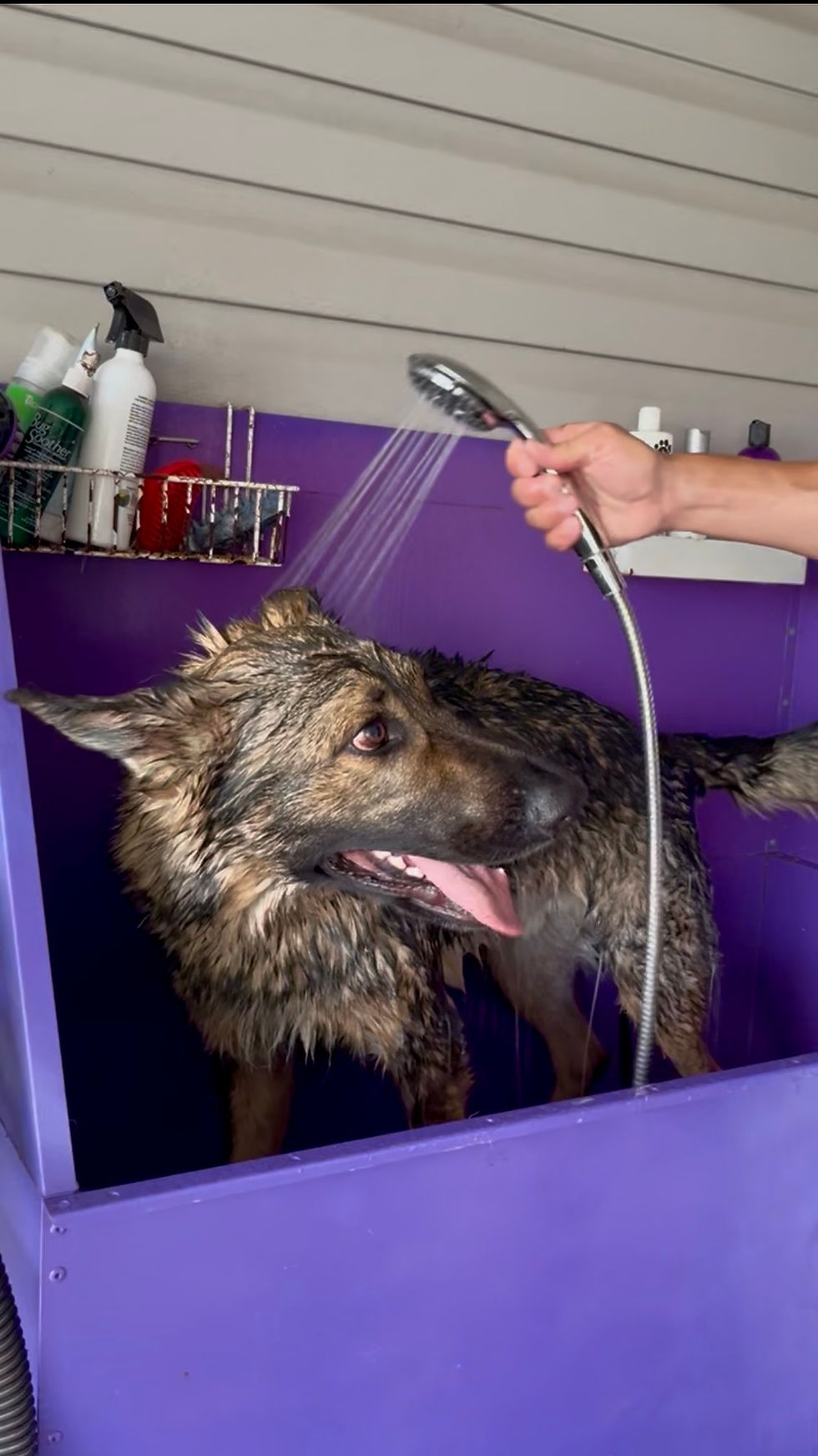 Dog getting a bath at The Parish Pups