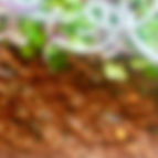Chilli Chicken.jpeg