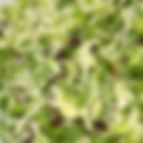 Celery Salad.jpeg