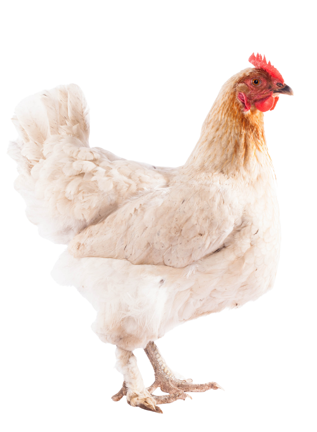 2.png