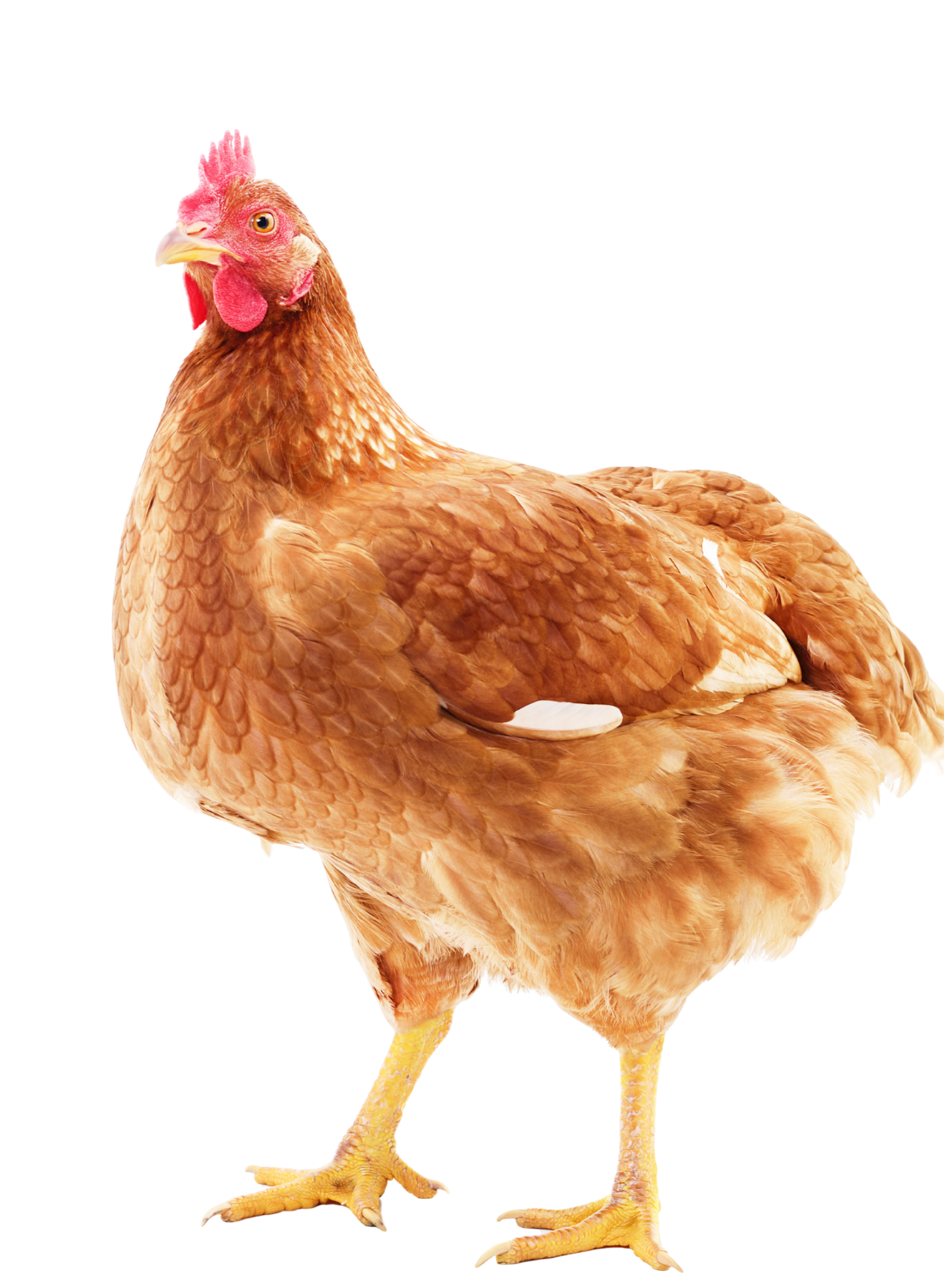 3.png
