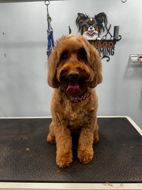 Groom and go mobile pet grooming clearance