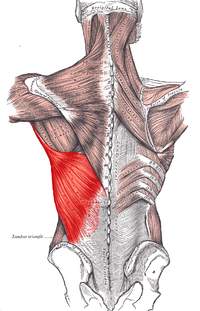 Latissimus_dorsi.PNG