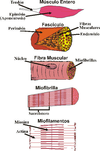 EstrucM1a.gif