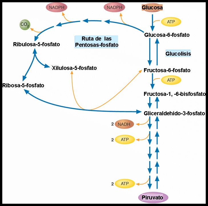 PP-glucolisis.gif