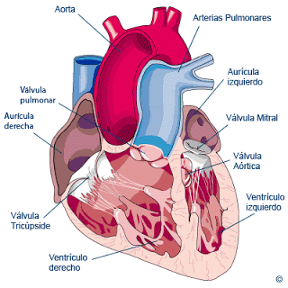 anatomia_corazon_valvulas.gif