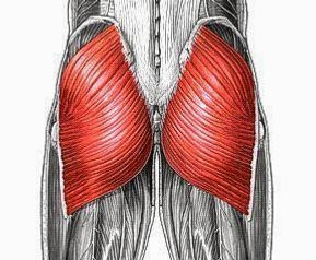 GluteMax.jpg