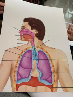 Aparato respiratorio