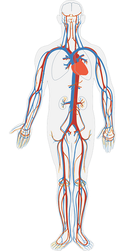 Aparato circulatorio