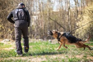 dog training academy Cheyenne CO
