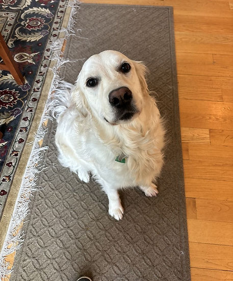 In home pet sitting