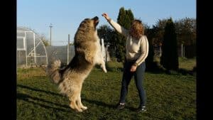 dog behavior training Loveland CO