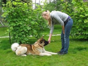 professional puppy trainer Loveland CO