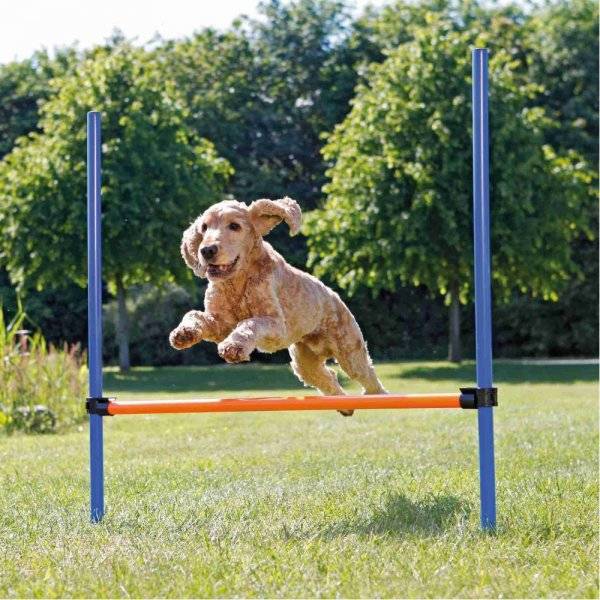 professional puppy trainer Loveland CO