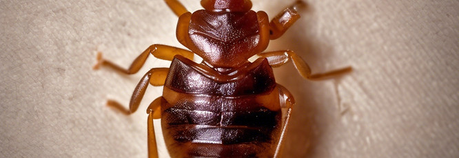 bed bug.jpg