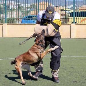 K9 Training Academy near me