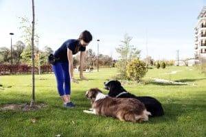 Professional Dog Training Academy CO
