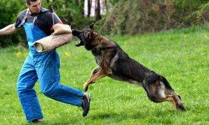 Colorado K9 dogs for training