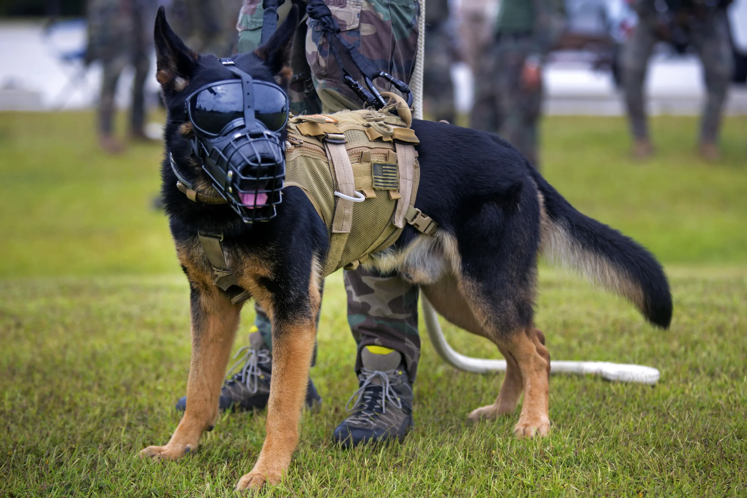 Colorado K9 dogs for training