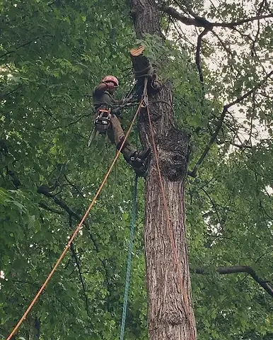 Worker in tree