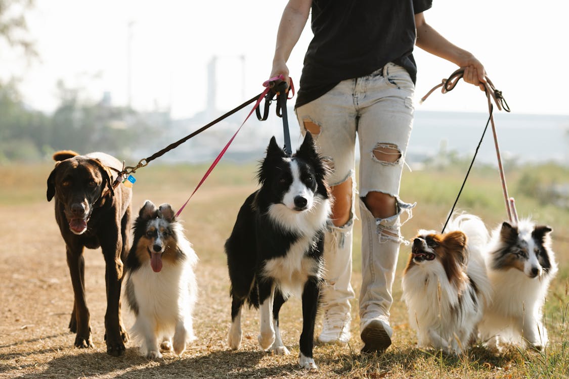 Free Crop anonymous female owner strolling with group of dogs of different breeds on leashes on rural road in sunny countryside Stock Photo