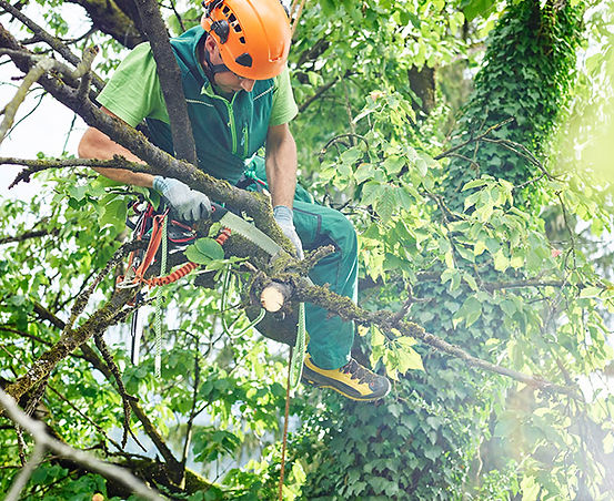 professional-tree-cutting-service-near-me.jpg