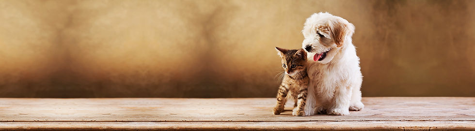 background-4 (1).jpg