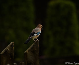 Poiana Brașov - ultima parte