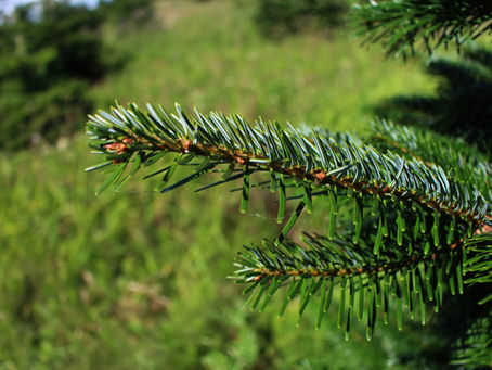 Why Nordmann Fir Stands Out for Wholesale